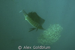 Sailfish shot off 50 miles north of Isla Mujeres, Mexico.... by Alex Goldblum 